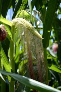 Alergias e intolerancias alimentarias y transgénicos